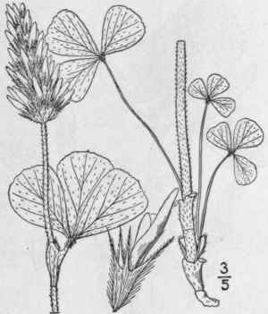 4 Trifolium Incarnatum L Crimson Carnation French 819