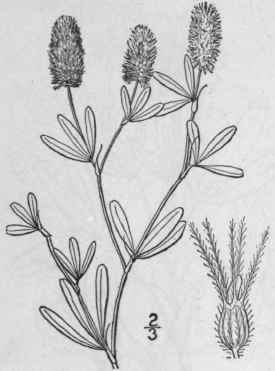 4 Trifolium Incarnatum L Crimson Carnation French 820