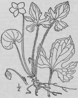 4 Viola Triloba Schwein Three Lobed Violet 1268