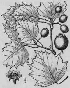 40 Crataegus Flabell Ta Bosc K Koch Bosc s Thorn 716