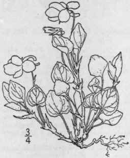 43 Viola Ad Nca J E Smith Hooked Violet 1308