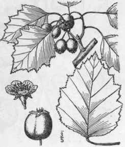 44 Crataegus Aln Rum Sargent Edson s Thorn 720