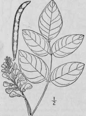 44 Glycine L Sp Pl 753 L753 978