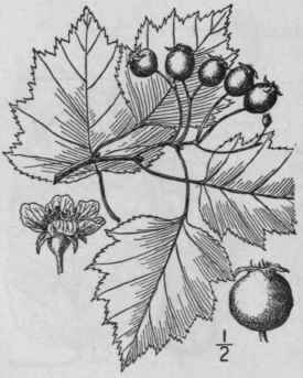 46 Crataegus Spera Sargent Rough Leaved Thorn 723