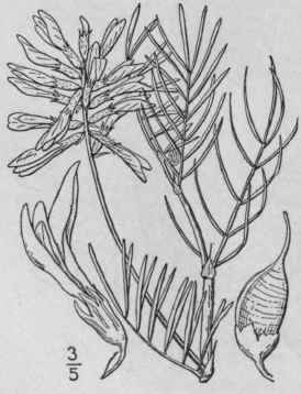5 Astragalus Bisulc Tus Hook A Gray Two Grooved Mi 881