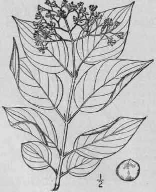 5 Cornus B Ileyi Coult Evans Bailey s Cornel Or Do 1527