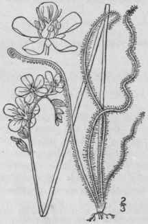 5 Drosera Filif Rmis Raf Thread Leaved Sundew 471