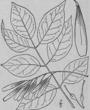 5 Fraxinus Pennsylv Nica Marsh Green Red Blue Or B 1660