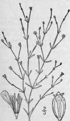 5 Gypsophila L Sp Pl 406 1753 167
