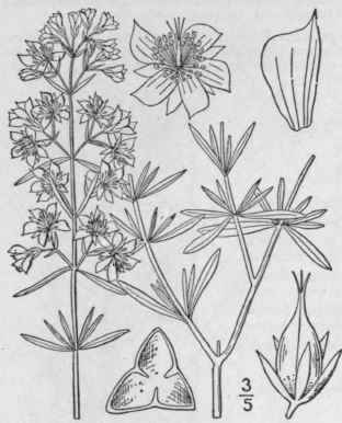 5 Hypericum A Reum Bartram Golden St John s Wort 1228