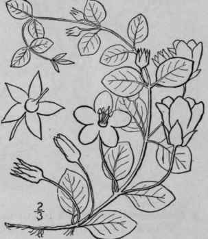 5 Lysimaehia Nummul Ria L Moneywort Creeping Loose 1633