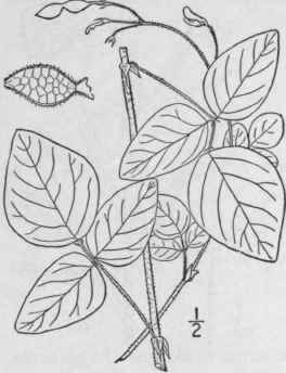 5 Meibomia Mich Uxii Vail Prostrate Tick Trefoil 923