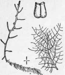5 Myriophyllum H Mile Raf Morong Low Water Milfoil 1427
