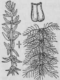 5 Myriophyllum H Mile Raf Morong Low Water Milfoil 1428