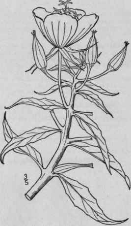 5 Oenothera Argillicola Mackenzie Narrow Leaved Ev 1383