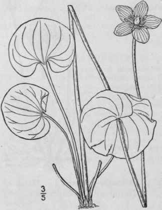 5 Parnassia Parvifl Ra Dc Small Flowered Grass Of  492