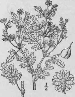 5 Potentilla Parad Xa Nutt Bushy Cinquefoil 573