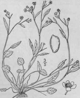 5 Ranunculus Pusillus Poir Low Speanvort 241