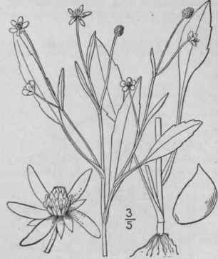 5 Ranunculus Pusillus Poir Low Speanvort 242