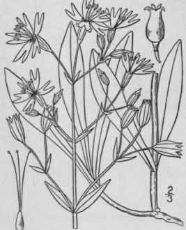 5 Silene N Tans L Nodding Catchfly 147