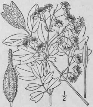 5 Thalictrum Revol Tum Dc Waxy Meadow Rue 279