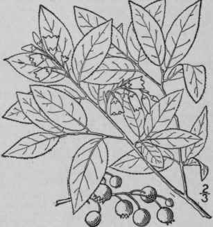 5 Vaccinium P Llidum Ait Pale Or Mountain Blueberr 1605