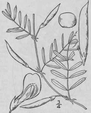 5 Vicia Micr Ntha Nutt Small Flowered Vetch 959