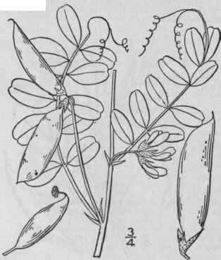 5 Vicia Micr Ntha Nutt Small Flowered Vetch 960