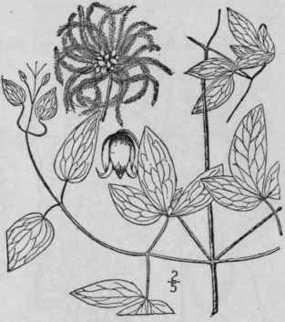 5 Viorna Viorna L Small Leather Flower 290
