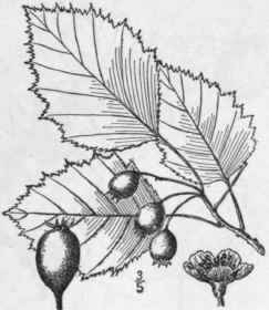 56 Crataegus Villipes Ashe Thin Leaved Thorn 732
