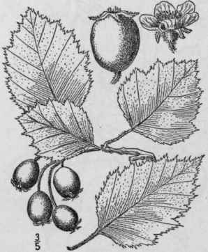 57 Crataegus An Mala Sargent Oblong Leaved Thorn 733