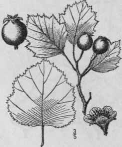 59 Crataegus Lanuginosa Sargent Woolly Thorn 735