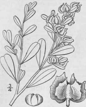 6 Atriplex Can Scens Pursh James Bushy Atriplex 44