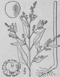 6 Chenopodium Polyspermum L Many Seeded Goose Foot 25