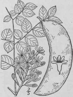 6 Gymnocladus Lam Encycl 1 733 1783 789
