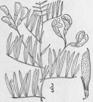 6 Lathyrus Orn Tus Nutt Showy Vetchling 971
