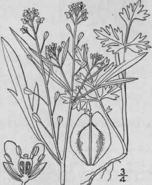 6 Lepidium Sativum L Garden Town Or Golden Pepper  384