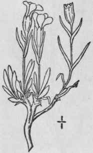 6 Lychnis Apetala L Nodding Lychnis 165
