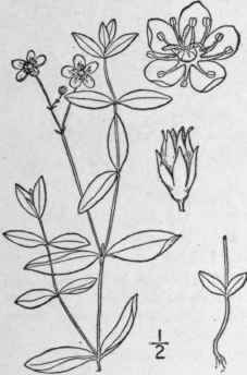 6 Moehringia L Sp Pl 359 1753 133