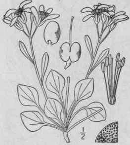 6 Physaria A Gray Gen 1ll 1 162 1848 361