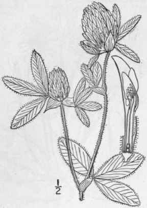 6 Trifolium Prat Nse L Red Purple Or Meadow Clover 821