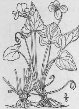 6 Viola Lati Scula Greene Broad Leaved Wood Violet 1271