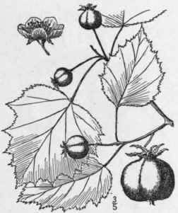 60 Crataegus Coccinioides Ashe Egbert s Thorn 736