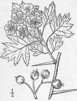 68 Crataegus Mon Gyna Jacq Hawthorn White Or May T 744