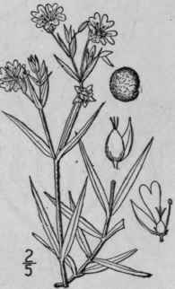 7 Alsine Hol Stea L Britton Greater Stitchwort Or 97