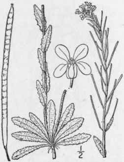 7 Arabis Hirs Ta L Scop Hairy Rock Cress 417