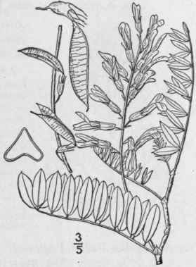 7 Astragalus Racem Sus Pursh Racemose Milk Vetch 882