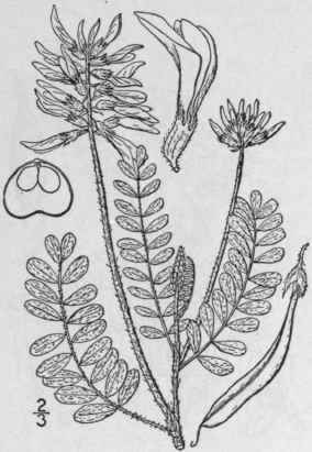 7 Astragalus Racem Sus Pursh Racemose Milk Vetch 883