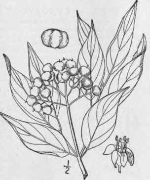 7 Cornus F Mina Mill Panicled Cornel Or Dogwood 1528