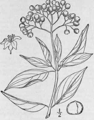 7 Cornus F Mina Mill Panicled Cornel Or Dogwood 1529